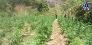 Destruye SSPO Plantío de marihuana en Valles Centrales