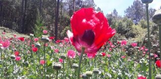 PGR Oaxaca, destruye plantío de amapola de 8,945 metros cuadrados