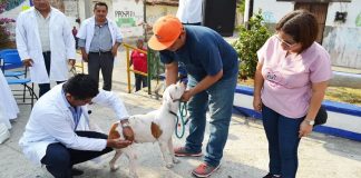 Aplicará Sector Salud 700 mil vacunas antirrábicas