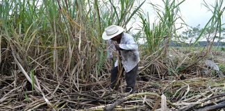 México cancela permisos de exportación de azúcar a EU