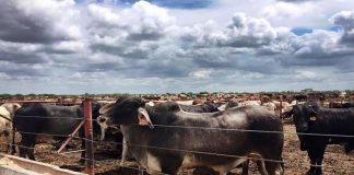 Oaxaca busca entablar convenio con Nuevo León para producir y comercializar ganado bovino