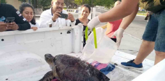 293 tortugas marinas murieron en Oaxaca por ingesta de algas tóxicas