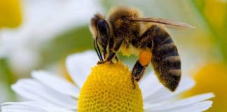 Siembran comida para las abejas en Oaxaca