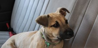 Ayuntamiento citadino atiende 178 denuncias de maltrato animal en 2019