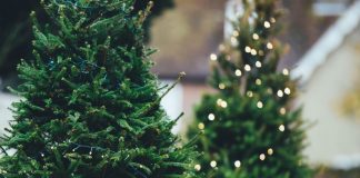 Realizará Semaedeso acopio de árboles naturales de Navidad