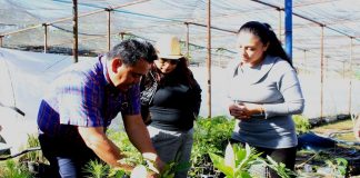 Entrega Ayuntamiento árboles a vecinos de Santa Rosa para mejorar entorno natural