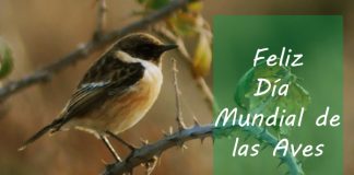 EfeméridesRIO: Día Mundial de las Aves