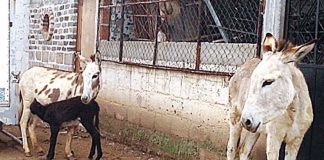 El burro mexicano se extingue; máquinas les quitan trabajo