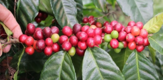 Granos de café escupidos por murciélagos son un éxito entre consumidores de Madagascar