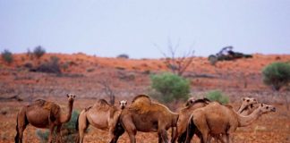 Matarán a 10 mil camellos salvajes en Australia por agua