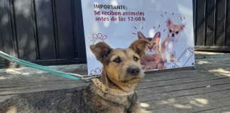 Suman Ayuntamiento esfuerzos para evitar sobrepoblación de perros y gatos en la calle