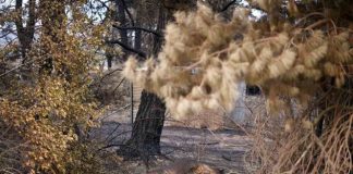 ‘Terrible’; la fauna perdida en Australia por los incendios