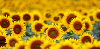 Santuario de girasoles, esperanza para las abejas en Oaxaca