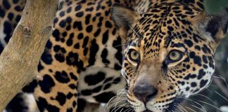 Tráfico ilegal pone en riesgo al jaguar, alertan expertos de la UNAM