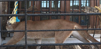 Asegura policía un cocodrilo, pavos reales y un puma en domicilio de Tlalixtac