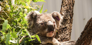 Muere mitad de la población de Koalas por incendios en Australia