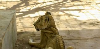 Fotos de leones esqueléticos sacuden a las redes sociales