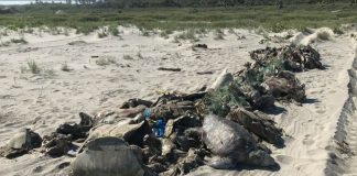 Marea roja en Oaxaca continúa matando tortugas