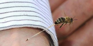 Nanopartículas cargadas con toxina de abeja matan al VIH