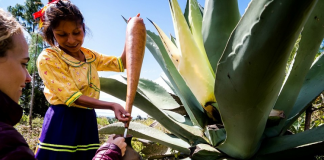 Airbnb y Rutopía te llevan a hacer pulque con mujeres mixtecas de Oaxaca