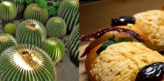 Cactus mexicano casi exterminado por Rosca de Reyes; tarda 40 años en crecer
