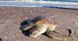 Biólogos rescatan tortugas afectadas por la marea roja en Oaxaca