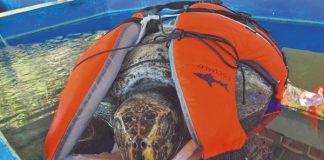 Mueren tortugas en Oaxaca