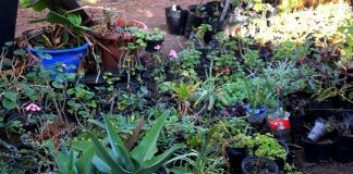 Vivero Municipal, el más importante proveedor de arbolado urbano para Oaxaca de Juárez
