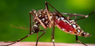 Exhorta SSO a mantener medidas preventivas contra el dengue