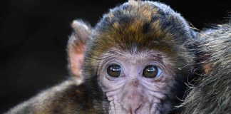Ébola, zika, H1N1… Enfermedades mortales transmitidas por animales