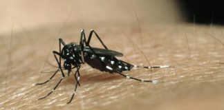 Van 127 casos de dengue en Oaxaca en lo que va del año