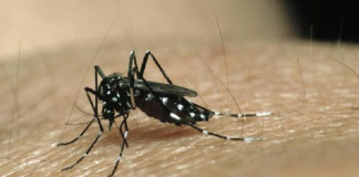 En América Latina hoy mata el dengue, no el coronavirus