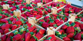 Exportaciones mexicanas crecieron 3.2% en enero; pepino, fresas y aguacate lideran envíos