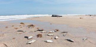 Levantan veda en playas de Oaxaca por marea roja
