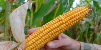 Sin apoyo, productores de maíz que generan 70% del grano