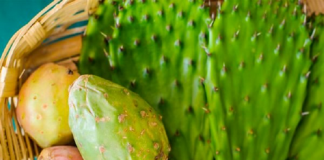 Cultivo de nopal, con gran potencial para reducir el calentamiento global