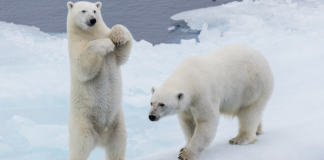 Calentamiento global está aumentando el canibalismo entre osos polares