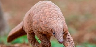 El pangolín, posible huesped transmisor del coronavirus: estudio