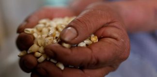 Semillas pirata causan pérdidas hasta por 100 mdd: productores