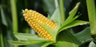 Aprueba el Senado la ley que fomenta y protege al maíz nativo
