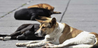 Proponen cárcel de hasta 4 años a quien abandone mascotas