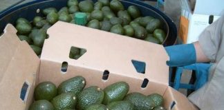 Supera expectativas exportación a EU de aguacate michoacano