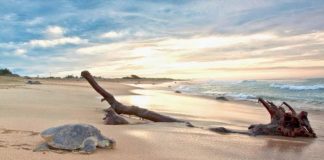 Por el Planeta: Arribo masivo de tortugas y anidación en Oaxaca