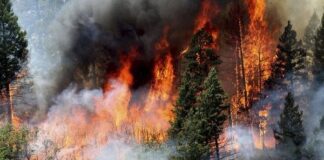 Redobla Coesfo acciones de atención inmediata de incendios forestales