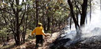 Suman 39 incendios forestales en 15 estados: Conafor