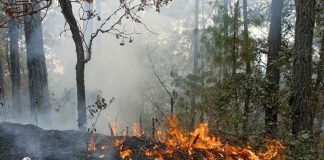 Incendios forestales en Oaxaca han afectado 763 hectáreas de bosques
