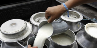 Casi sin apoyo, el sector lechero sobrevive en México