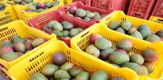 Brinda Oaxaca seguridad y condiciones a la inversión agroalimentaria nacional