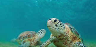Tortugas marinas confunden el olor del plástico con el de la comida