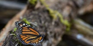 Mariposas monarca dejan santuarios mexicanos